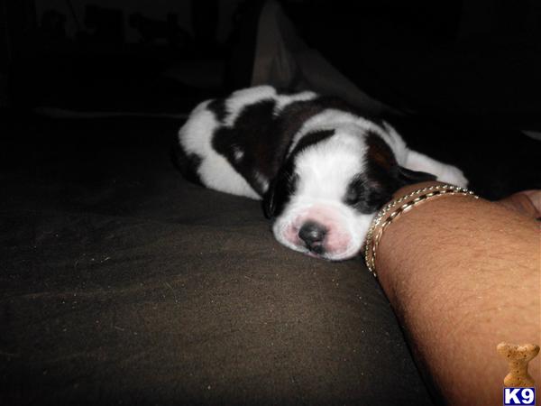 Saint Bernard Puppies